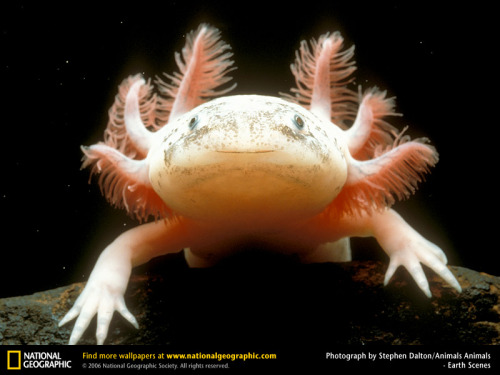Freundliches Axolotlviech Freundliches Axolotlviech