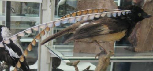 Vogel mit sehr langen vom Kopf abstehenden Etwassen Vogel mit sehr langen vom Kopf abstehenden Etwassen