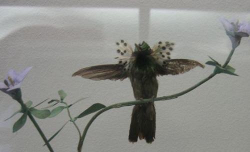 Kolibri Kolibri