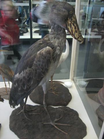 Bild eines Vogels mit lustigem Schnabel Bild eines Vogels mit lustigem Schnabel