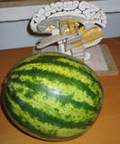 Melone 1 Melone 1