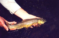 Ein Tigerfisch, engl. Cheetah Trout, fr. truite-guepard